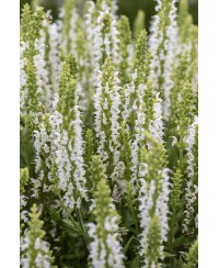 Szałwia 'Sensation White' – Śnieżna Biel w Ogrodzie | Lavender-Byliny