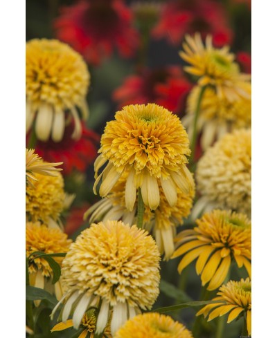 Jeżówka 'LEMON DROP' Echinacea