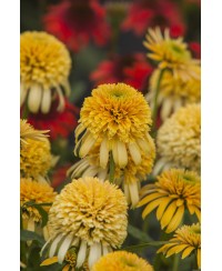 Jeżówka 'LEMON DROP' Echinacea