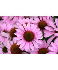Jeżówka 'Fountain Light Purple'  Echinacea