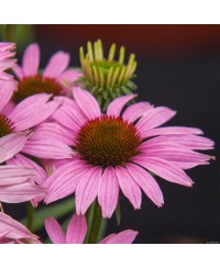 Jeżówka 'Fountain Light Purple'  Echinacea