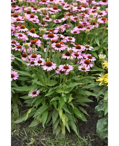 Jeżówka 'Fountain Light Purple'  Echinacea