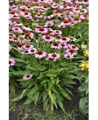 Jeżówka 'Fountain Light Purple'  Echinacea