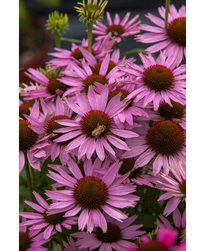 Jeżówka 'Fountain Light Purple'  Echinacea