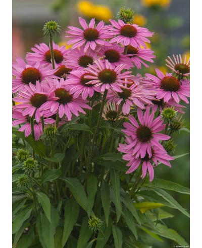 Jeżówka 'Fountain Light Purple'  Echinacea