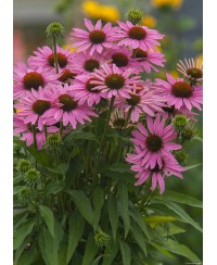 Jeżówka 'Fountain Light Purple'  Echinacea