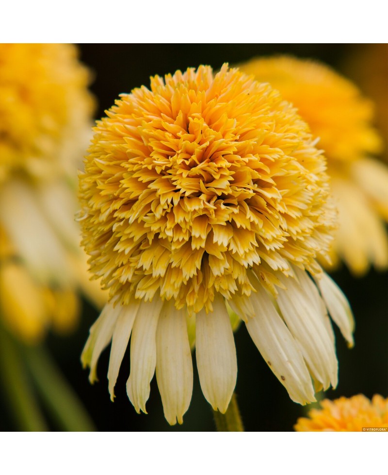 Jeżówka 'LEMON DROP' Echinacea