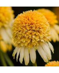 Jeżówka 'LEMON DROP' Echinacea