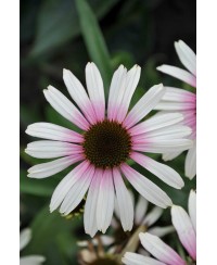 Jeżówka 'Fountain Pink Eye' – Różowa Ekspresja w Twoim Ogrodzie | Lavender-Byliny