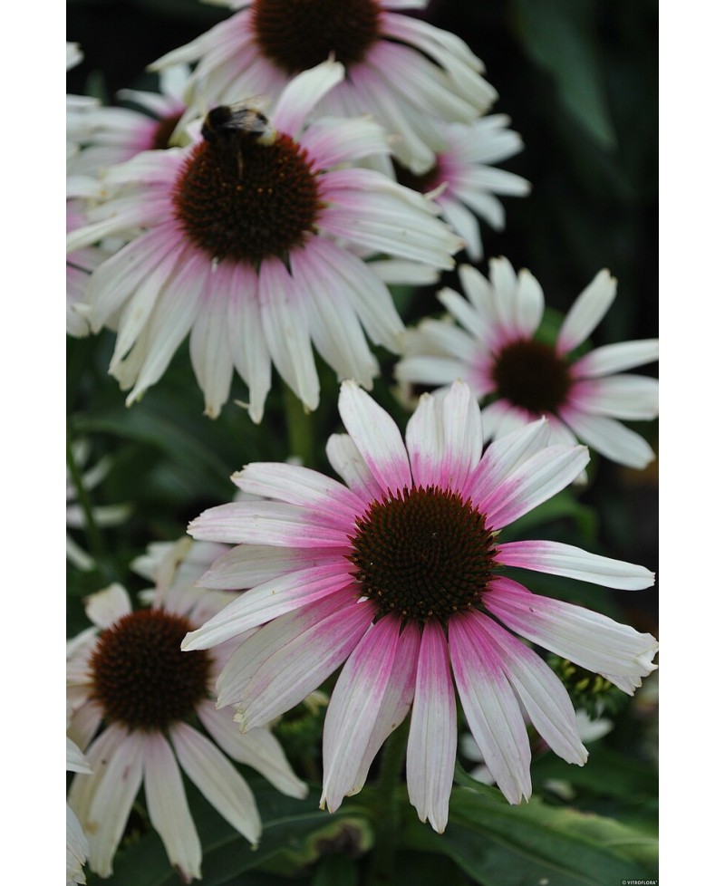Jeżówka 'Fountain Pink Eye'  Echinacea