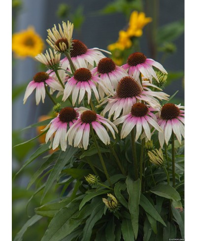 Jeżówka 'Fountain Pink Eye' – Różowa Ekspresja w Twoim Ogrodzie | Lavender-Byliny