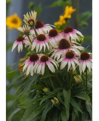 Jeżówka 'Fountain Pink Eye' – Różowa Ekspresja w Twoim Ogrodzie | Lavender-Byliny