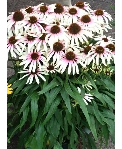 Jeżówka 'Fountain Pink Eye'  Echinacea