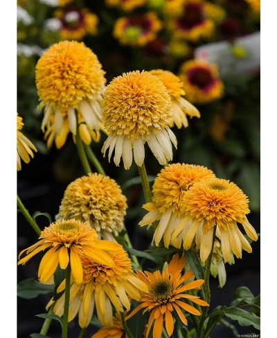 Jeżówka 'LEMON DROP' Echinacea