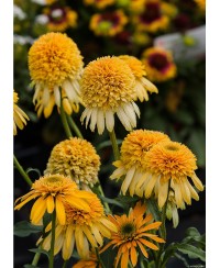 Jeżówka 'LEMON DROP' Echinacea