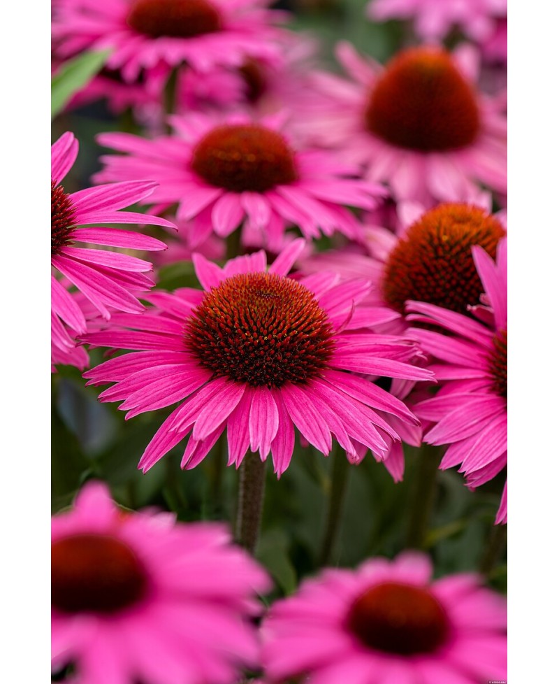 Jeżówka 'Pearl™ Dark Pink'  Echinacea