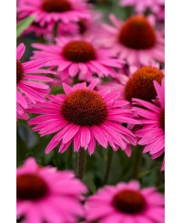 Jeżówka 'Pearl™ Dark Pink'  Echinacea