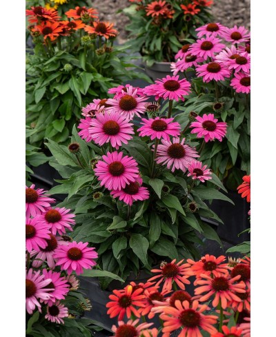 Jeżówka 'Pearl™ Dark Pink'  Echinacea