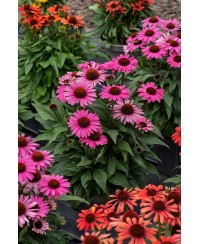 Jeżówka 'Pearl™ Dark Pink'  Echinacea