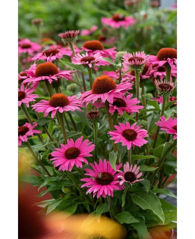 Jeżówka 'Pearl™ Dark Pink'  Echinacea