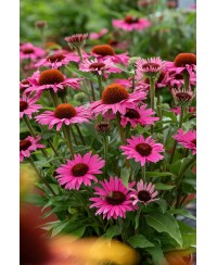 Jeżówka 'Pearl™ Dark Pink'  Echinacea