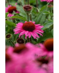 Jeżówka 'Pearl™ Dark Pink'  Echinacea