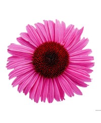 Jeżówka 'Pearl™ Dark Pink'  Echinacea