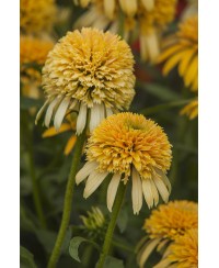 Jeżówka 'LEMON DROP' Echinacea