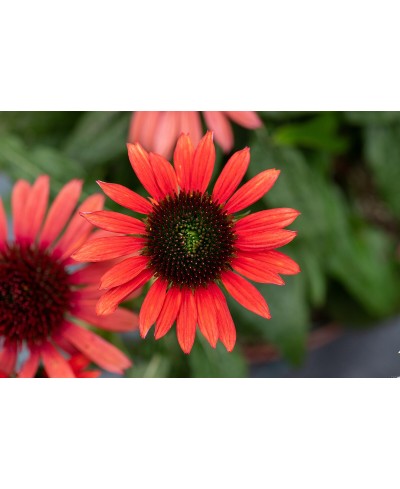 Jeżówka 'Pearl Red' – Perłowa Czerwień w Kompaktowym Wydaniu | Lavender-Byliny