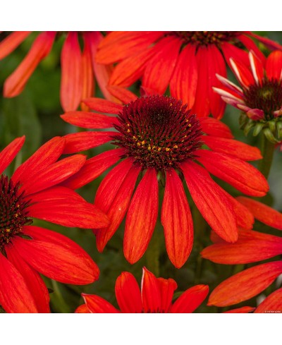 Jeżówka 'Pearl Red'  Echinacea