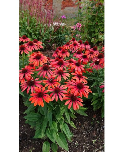 Jeżówka 'Pearl Red'  Echinacea