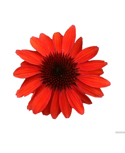 Jeżówka 'Pearl Red'  Echinacea