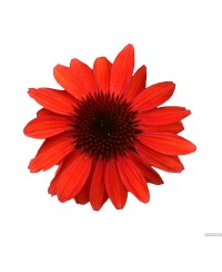 Jeżówka 'Pearl Red'  Echinacea