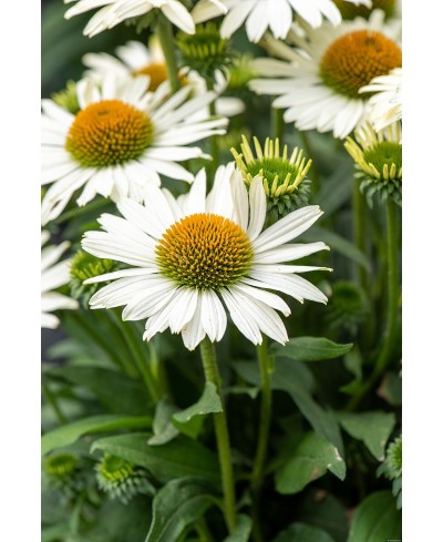 Jeżówka 'Pearl White'  Echinacea