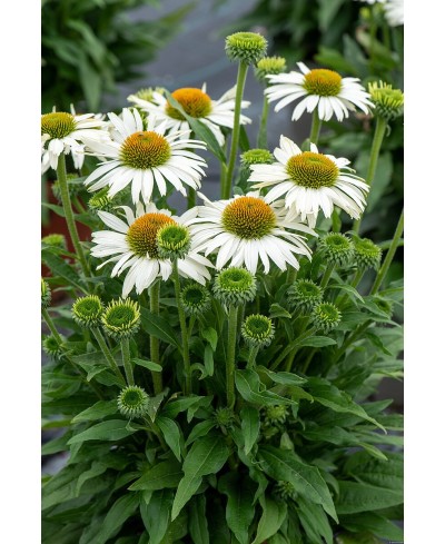 Jeżówka 'Pearl White'  Echinacea