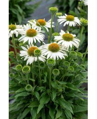 Jeżówka 'Pearl White'  Echinacea