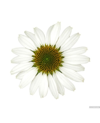Jeżówka 'Pearl White'  Echinacea