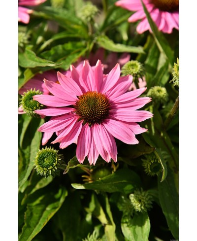 Jeżówka 'Pearl Light Pink'  Echinacea