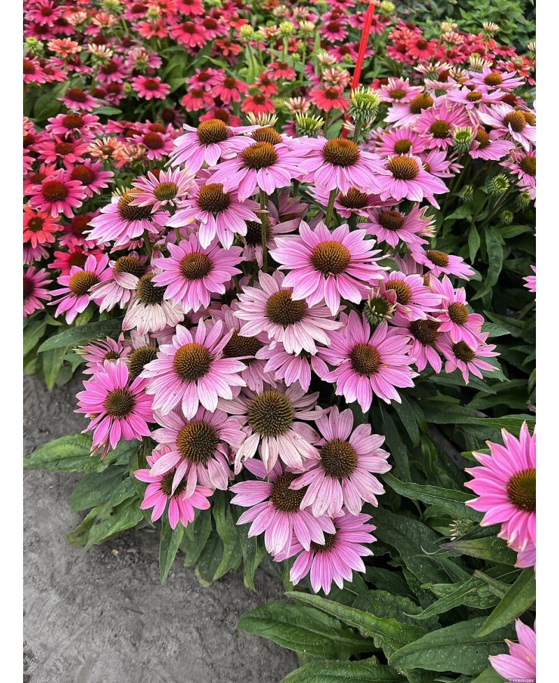 Jeżówka 'Pearl Light Pink'  Echinacea