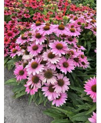 Jeżówka 'Pearl Light Pink'  Echinacea