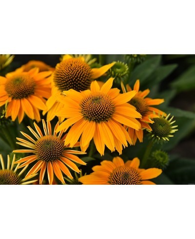 Jeżówka 'Pearl Sunny'  Echinacea