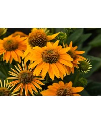 Jeżówka 'Pearl Sunny'  Echinacea