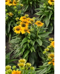 Jeżówka 'Pearl Sunny'  Echinacea