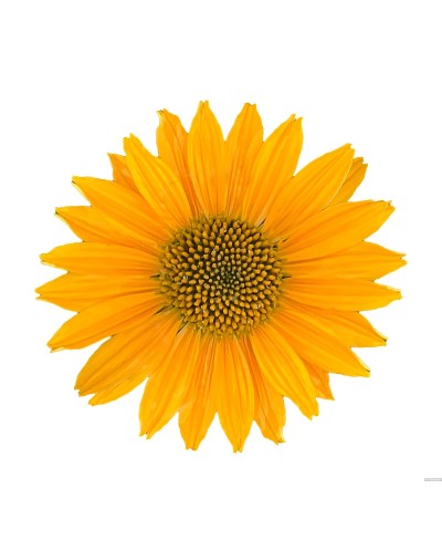 Jeżówka 'Pearl Sunny'  Echinacea