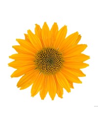 Jeżówka 'Pearl Sunny'  Echinacea