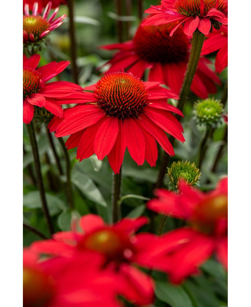 Jeżówka 'SunMagic Fantastic Scarlet'  Echinacea