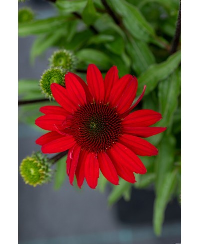 Jeżówka 'SunMagic Fantastic Scarlet'  Echinacea