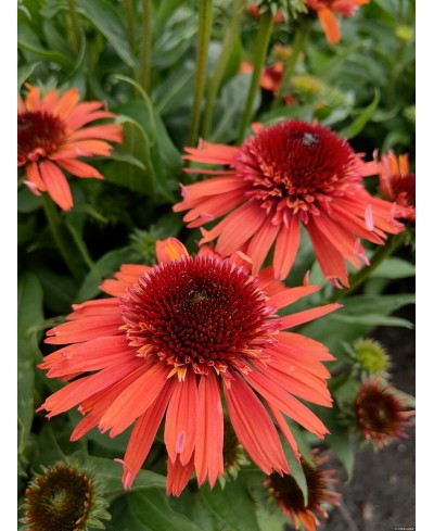 Jeżówka 'Carrot Cake'  Echinacea