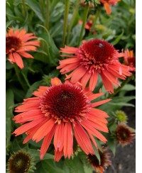 Jeżówka 'Carrot Cake'  Echinacea