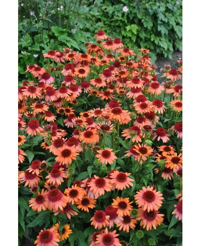 Jeżówka 'Carrot Cake'  Echinacea